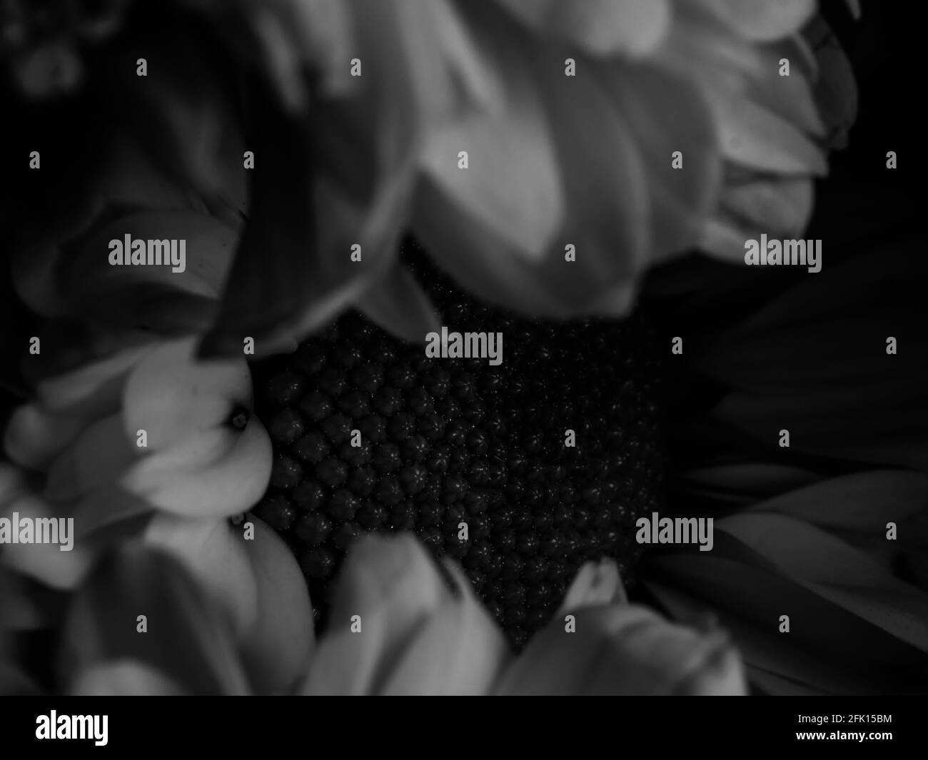 Gerbera in detail Black and White Stock Photos & Images - Alamy