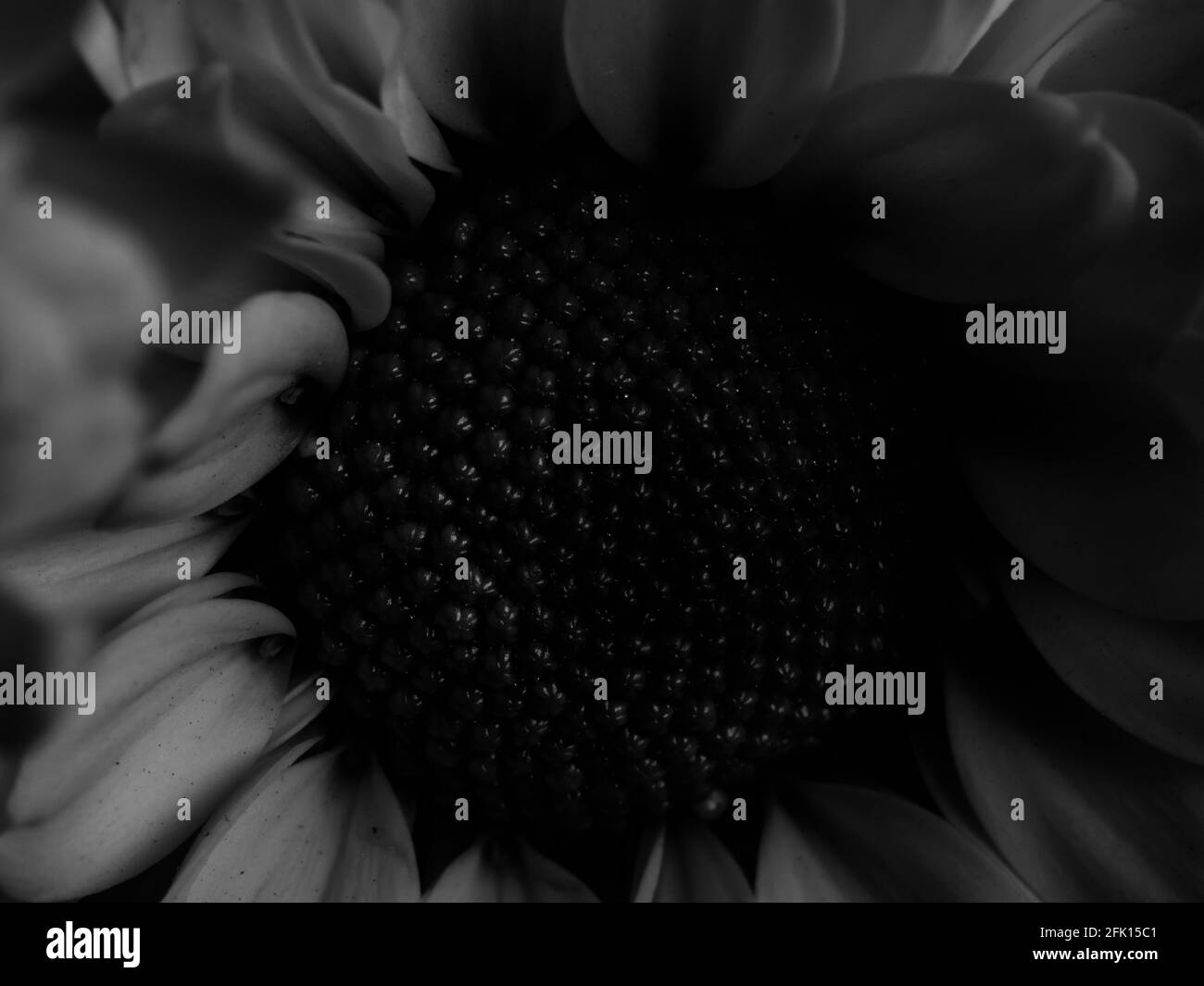 A beautiful black and white picture of field daisy in a garden ...