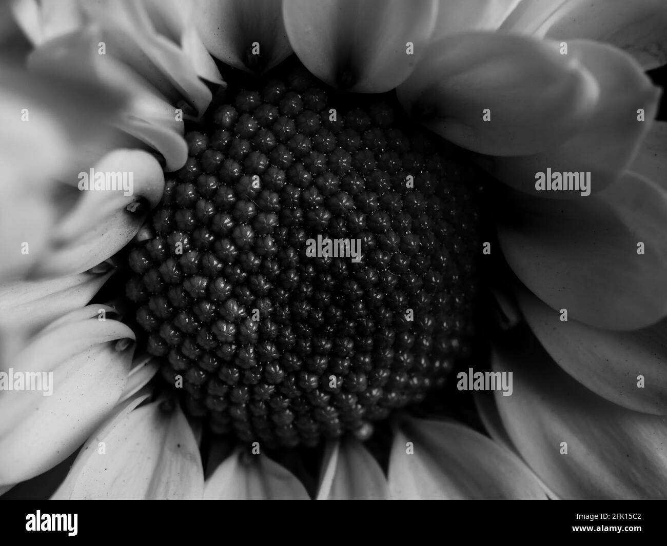 Gerbera detail Black and White Stock Photos & Images - Alamy
