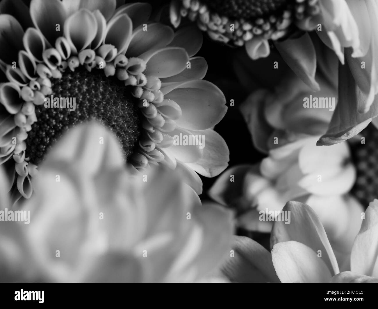 Gerbera in detail Black and White Stock Photos & Images - Alamy