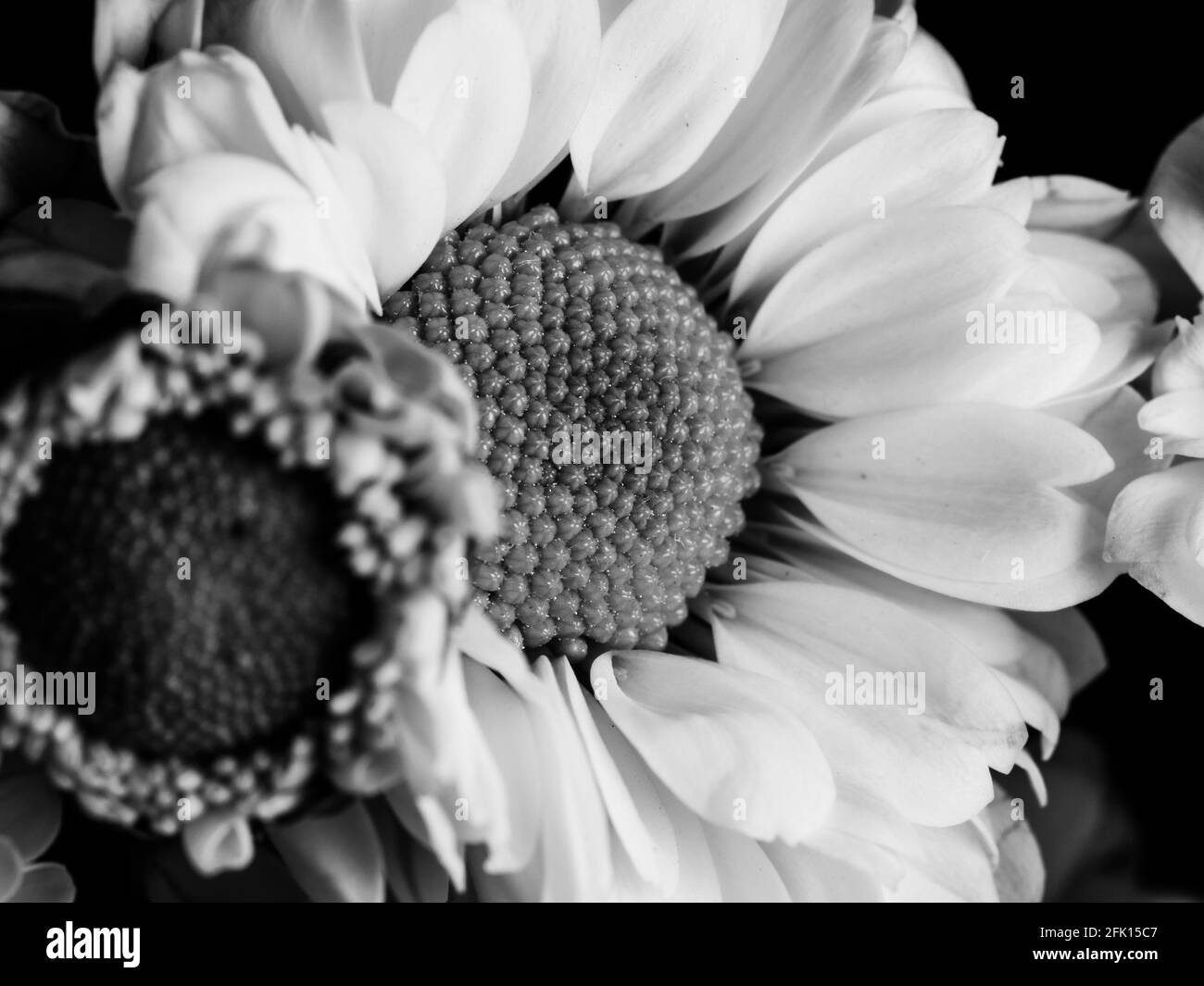 A beautiful black and white picture of field daisy in a garden ...