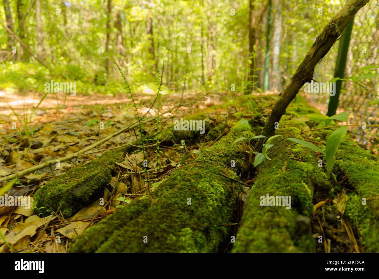Mossy Log in the Forest Stock Photo