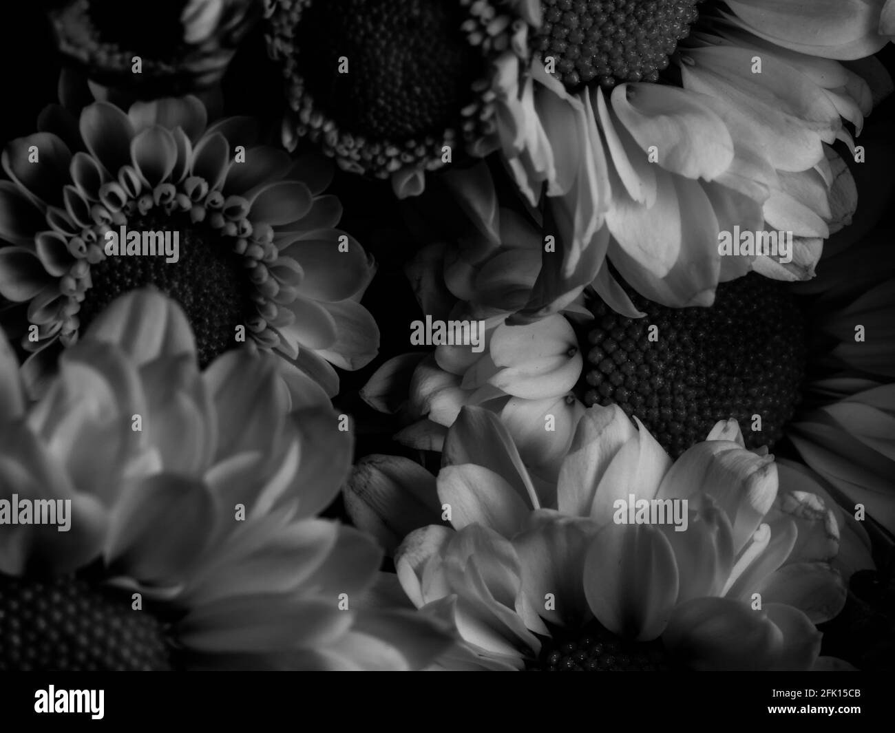 Gerbera in detail Black and White Stock Photos & Images - Alamy
