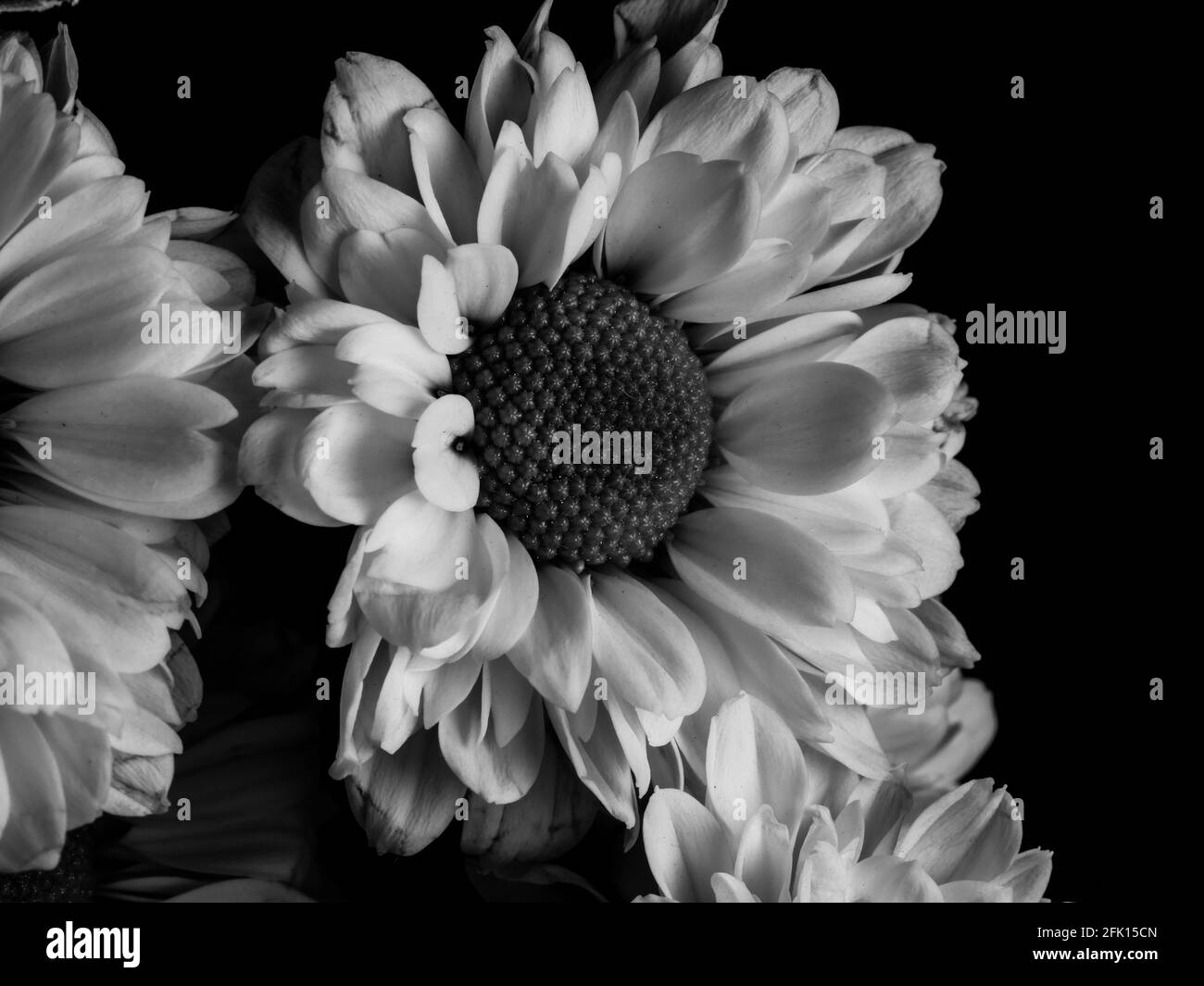 A beautiful black and white picture of field daisy in a garden ...