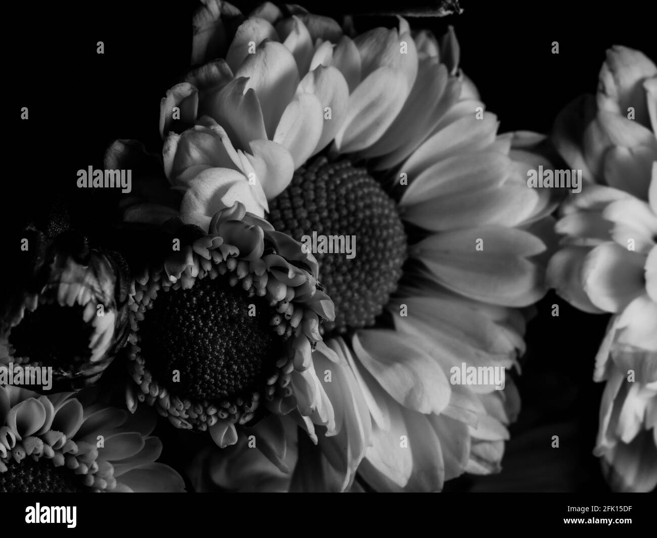 A beautiful black and white picture of field daisy in a garden ...