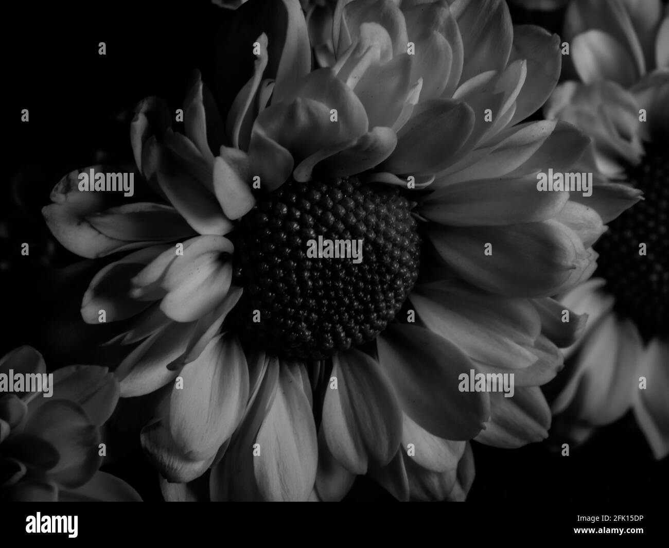 A beautiful black and white picture of field daisy in a garden ...