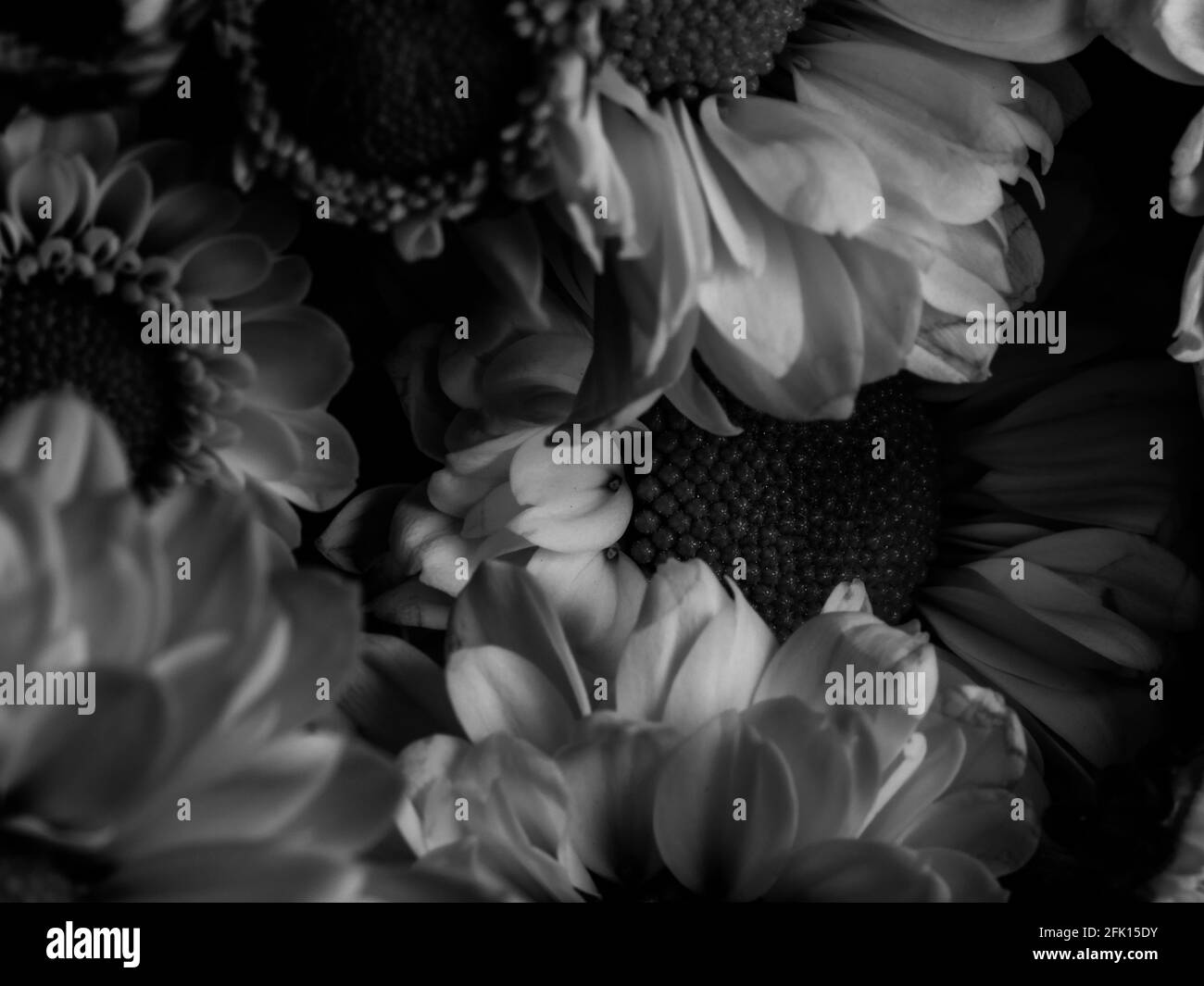Gerbera in detail Black and White Stock Photos & Images - Alamy