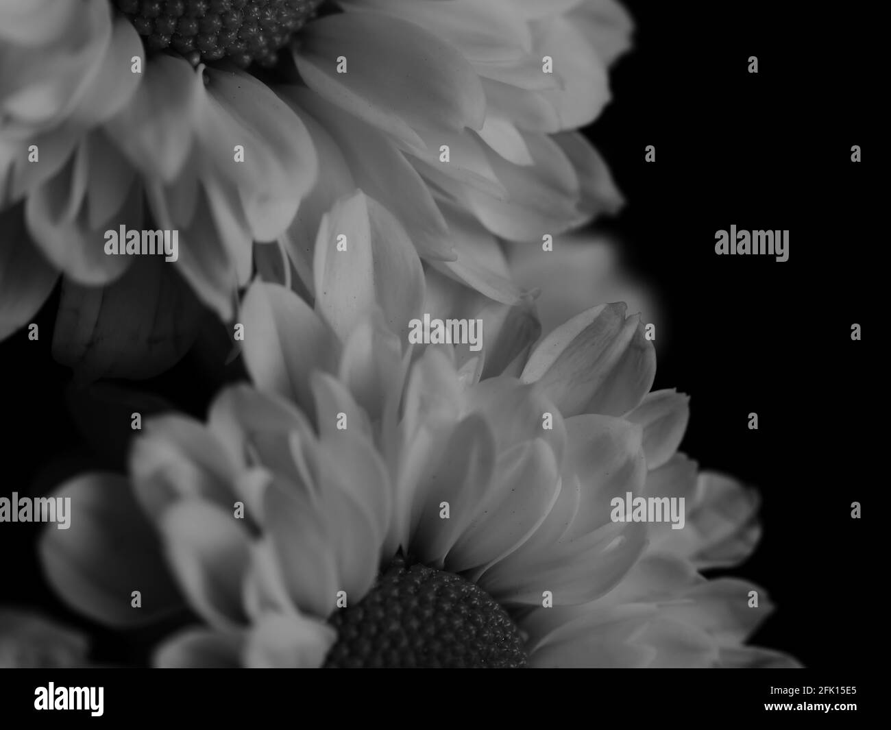 Gerbera in detail Black and White Stock Photos & Images - Alamy