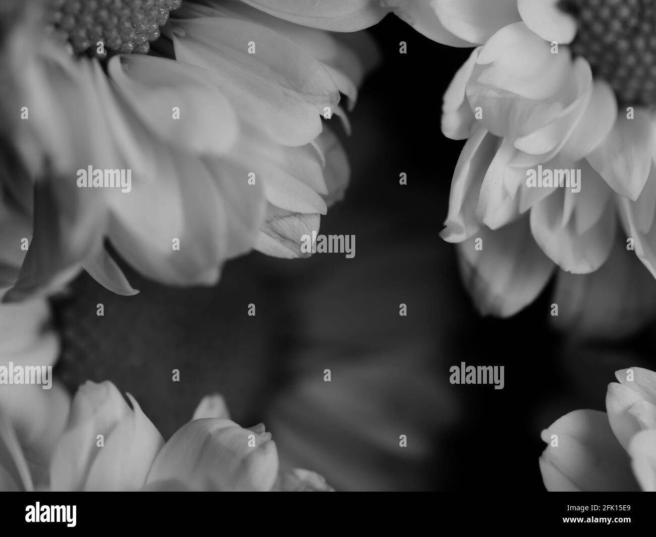 A beautiful black and white picture of field daisy in a garden ...