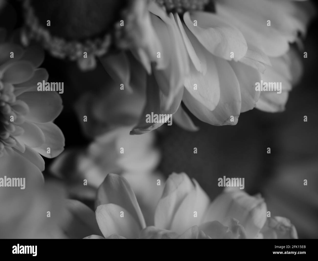 A beautiful black and white picture of field daisy in a garden ...
