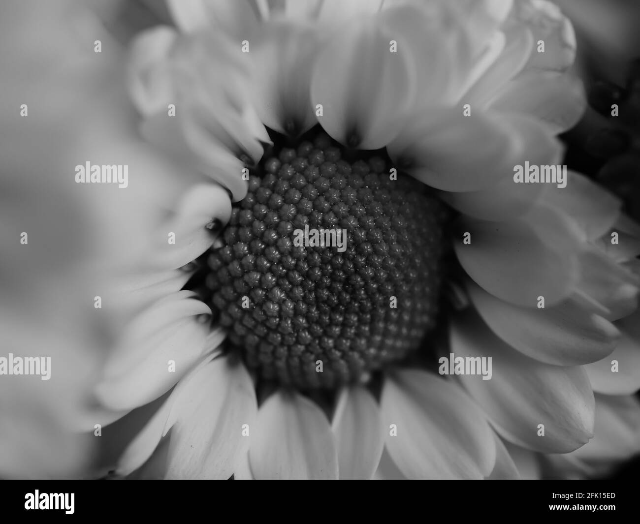 A beautiful black and white picture of field daisy in a garden ...