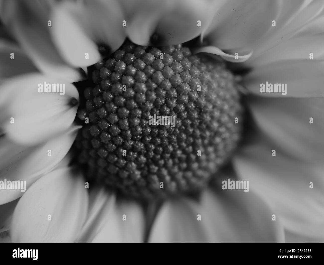 Gerbera in detail Black and White Stock Photos & Images - Alamy