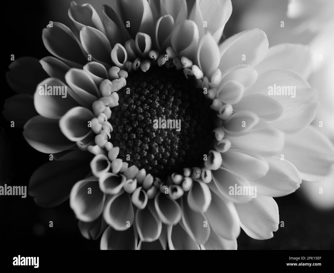 Gerbera in detail Black and White Stock Photos & Images - Alamy