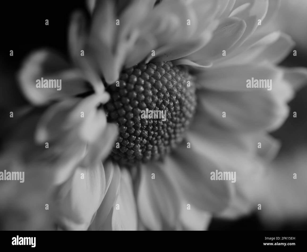 Gerbera in detail Black and White Stock Photos & Images - Alamy