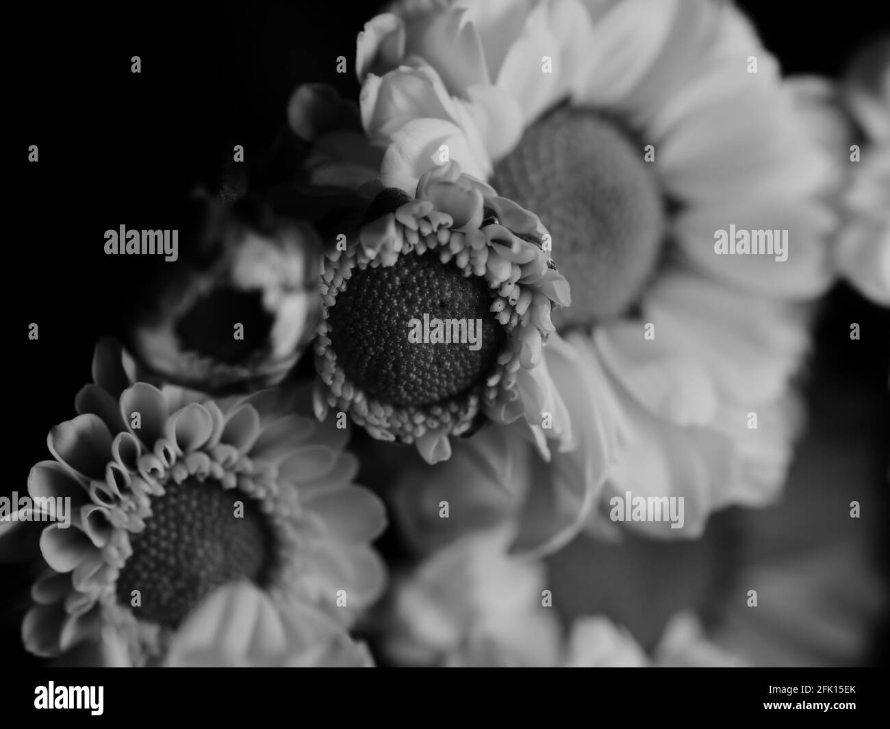 Gerbera in detail Black and White Stock Photos & Images - Alamy
