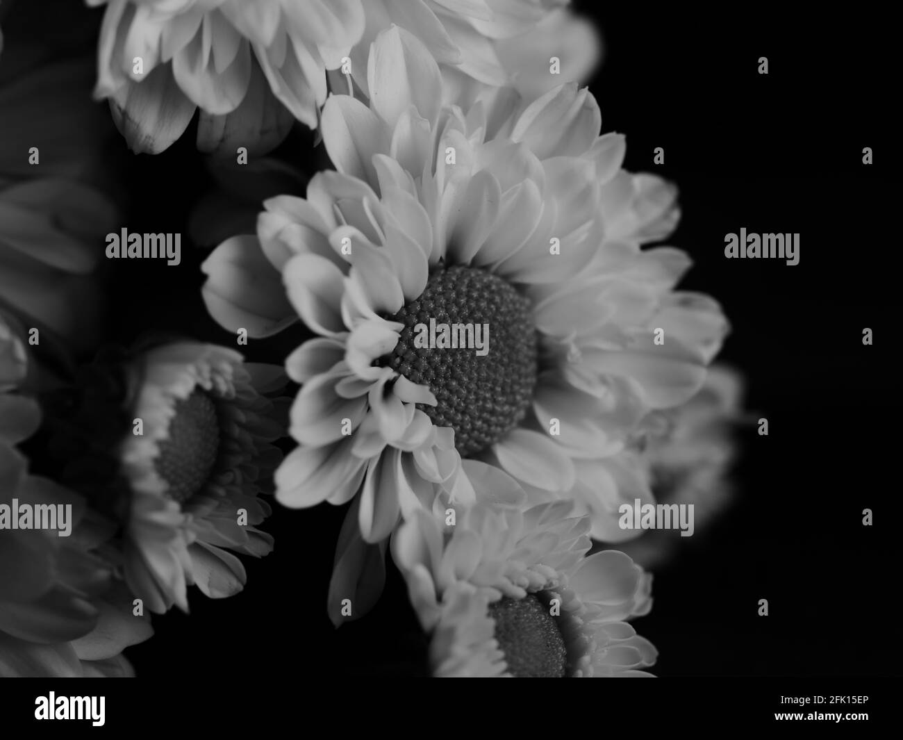 Gerbera detail Black and White Stock Photos & Images - Alamy