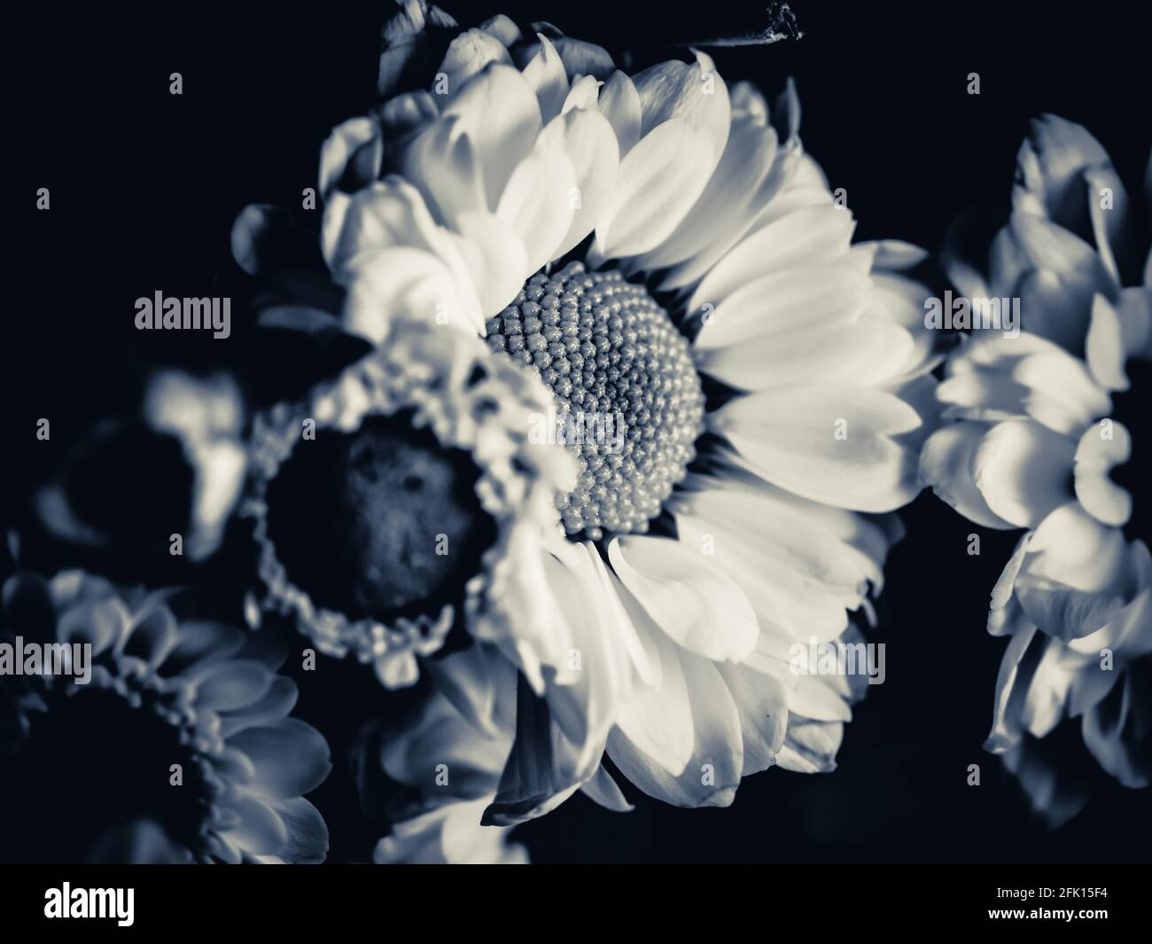 A beautiful black and white picture of field daisy in a garden ...