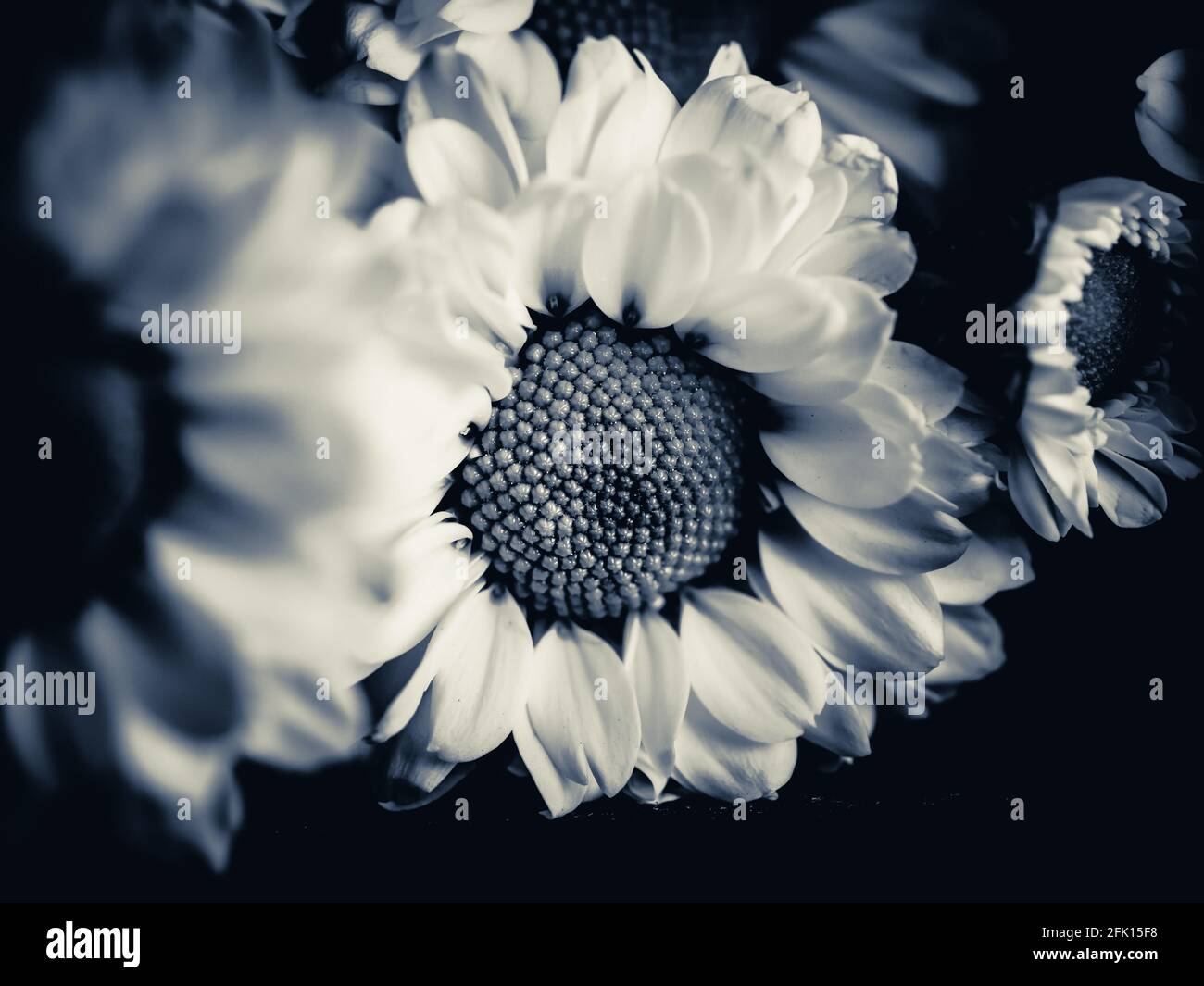 A beautiful black and white picture of field daisy in a garden ...