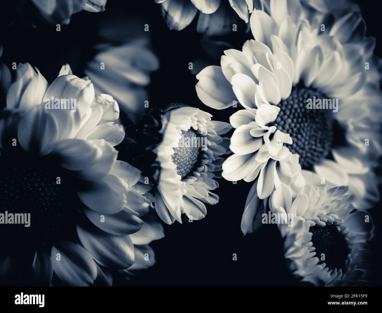 A beautiful black and white picture of field daisy in a garden ...