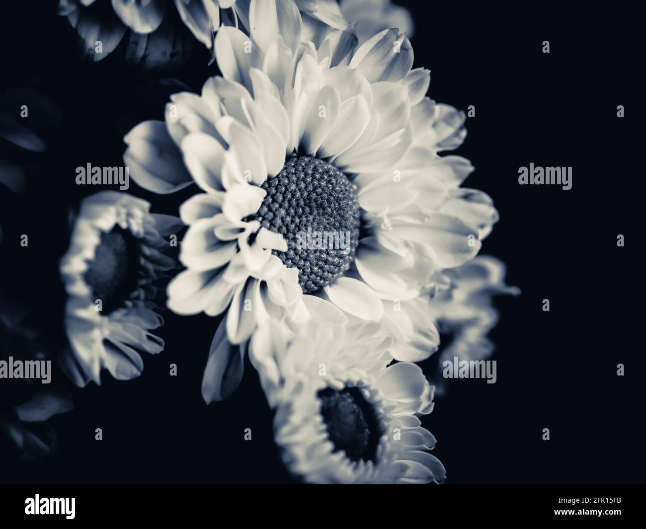 A beautiful black and white picture of field daisy in a garden ...