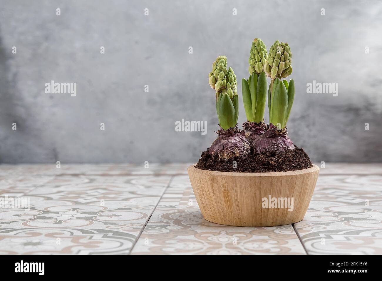 Unopened hyacinths in a wooden pot on the table. Spring flowers on a card with a copy space Stock Photo