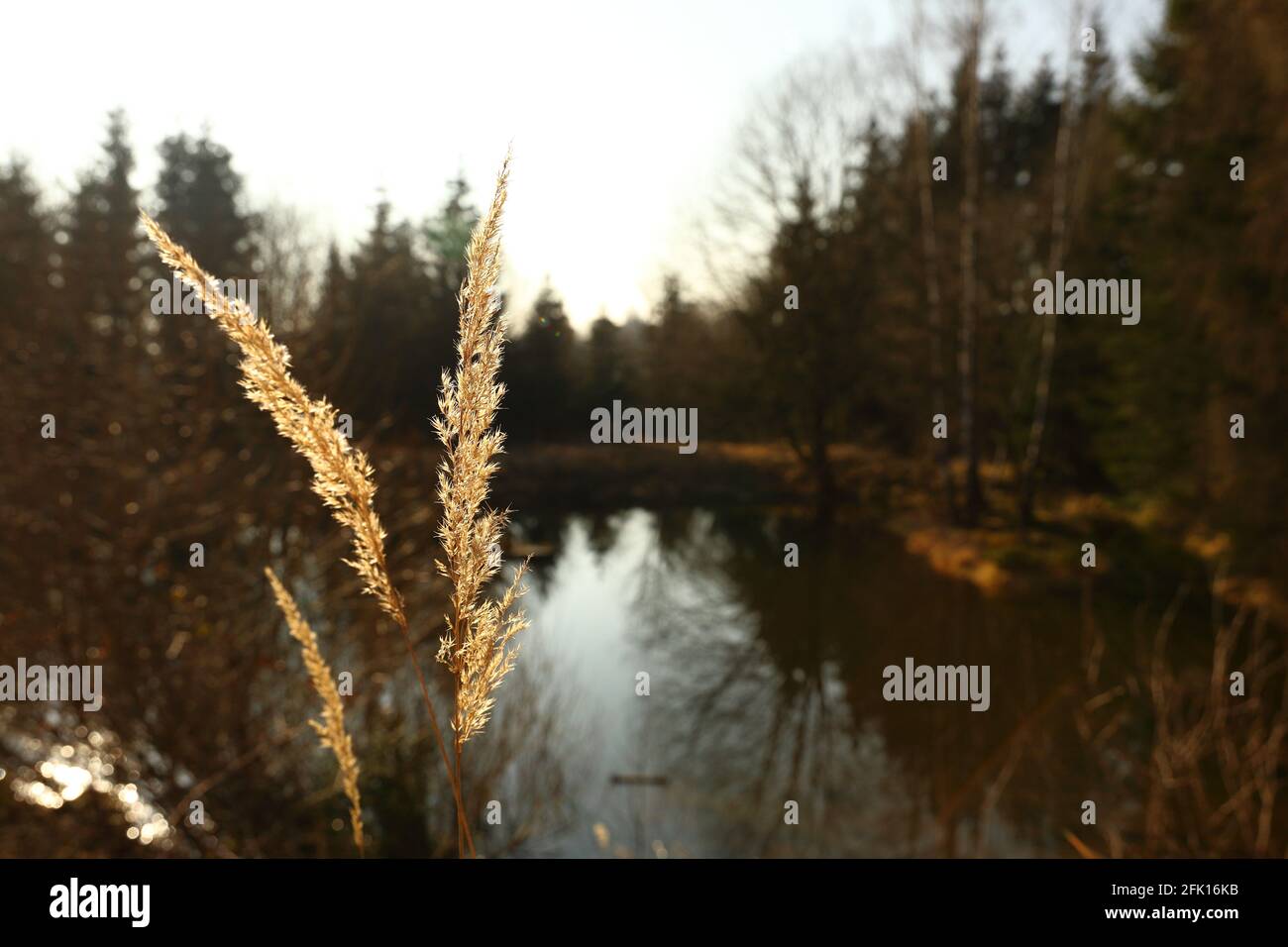 Reed in sun hires stock photography and images Alamy