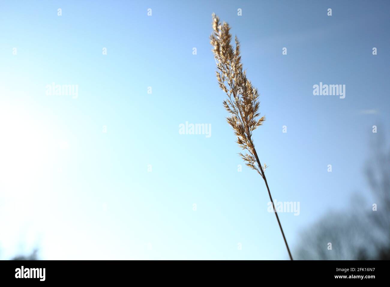 Reed gras hi-res stock photography and images - Alamy