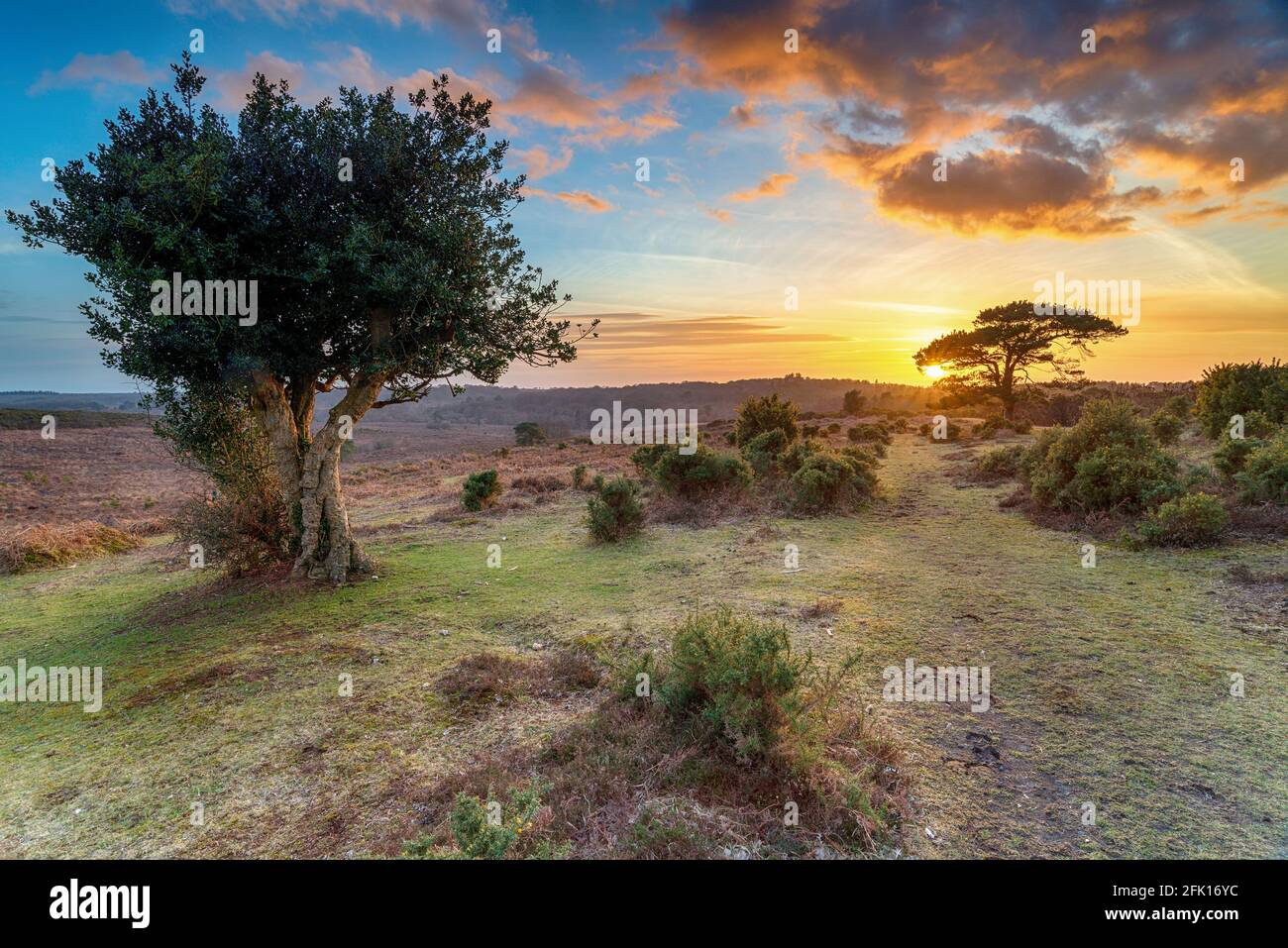 Beautiful sunset in the New Forest at Bratley View near Lyndhurst in Hampshire Stock Photo