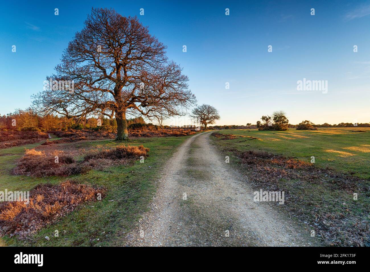 A track at Mog Shade in the New Forest National Park in Hampshire Stock Photo