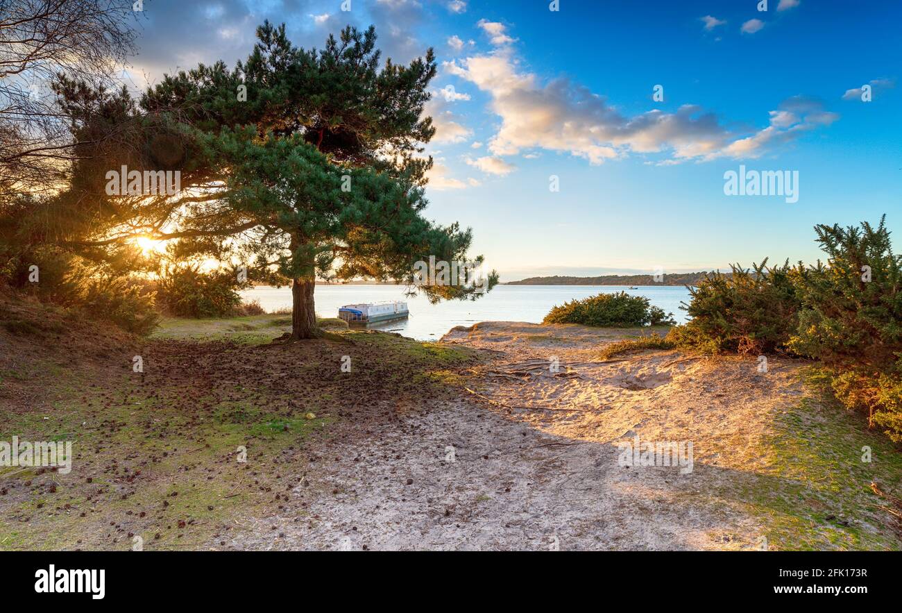 Dreamy sunset over a Scots Pine tree at Bramble Bush Bay at Studland in Poole Harbour in Dorset Stock Photo