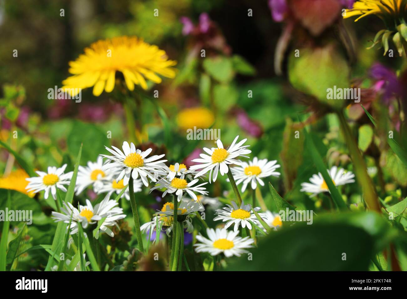 daisies an dandelion Stock Photo