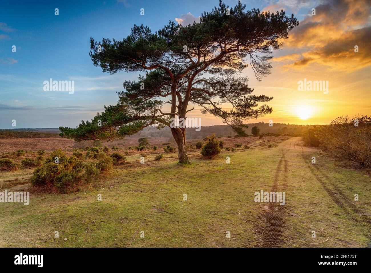 Beautiful sunset over a lone Pine tree at Bratley View in the New Forest National Park in Hampshire Stock Photo