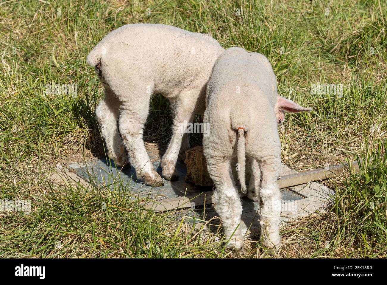 Tail docking lambs hires stock photography and images Alamy