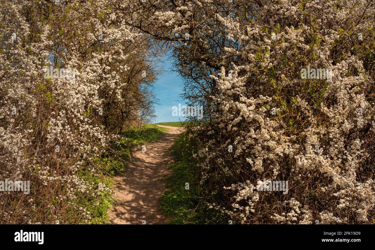A pathway in Chiltern Hills surrounded with nature in blossom, High