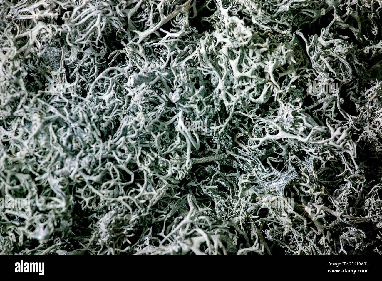 Blue dry moss nature abstract background macro copy space Stock Photo