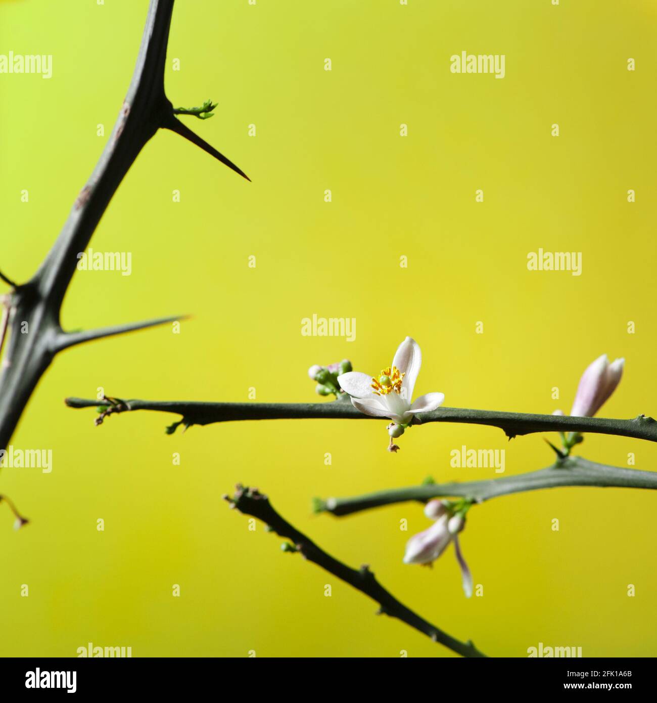Vertical shot of Meyer lemon tree flowers Stock Photo Alamy