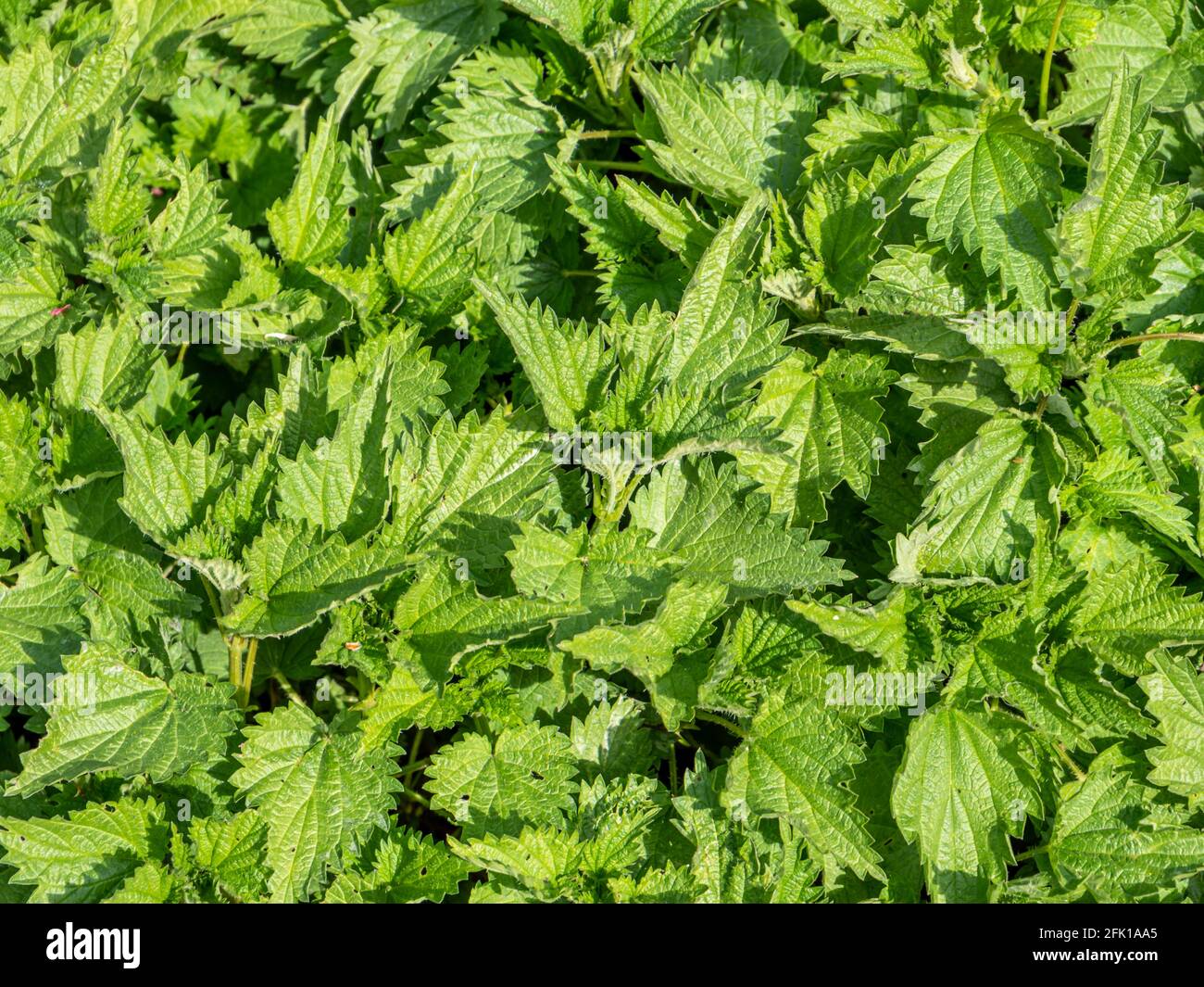 Medicinal plant nettle texture background Stock Photo