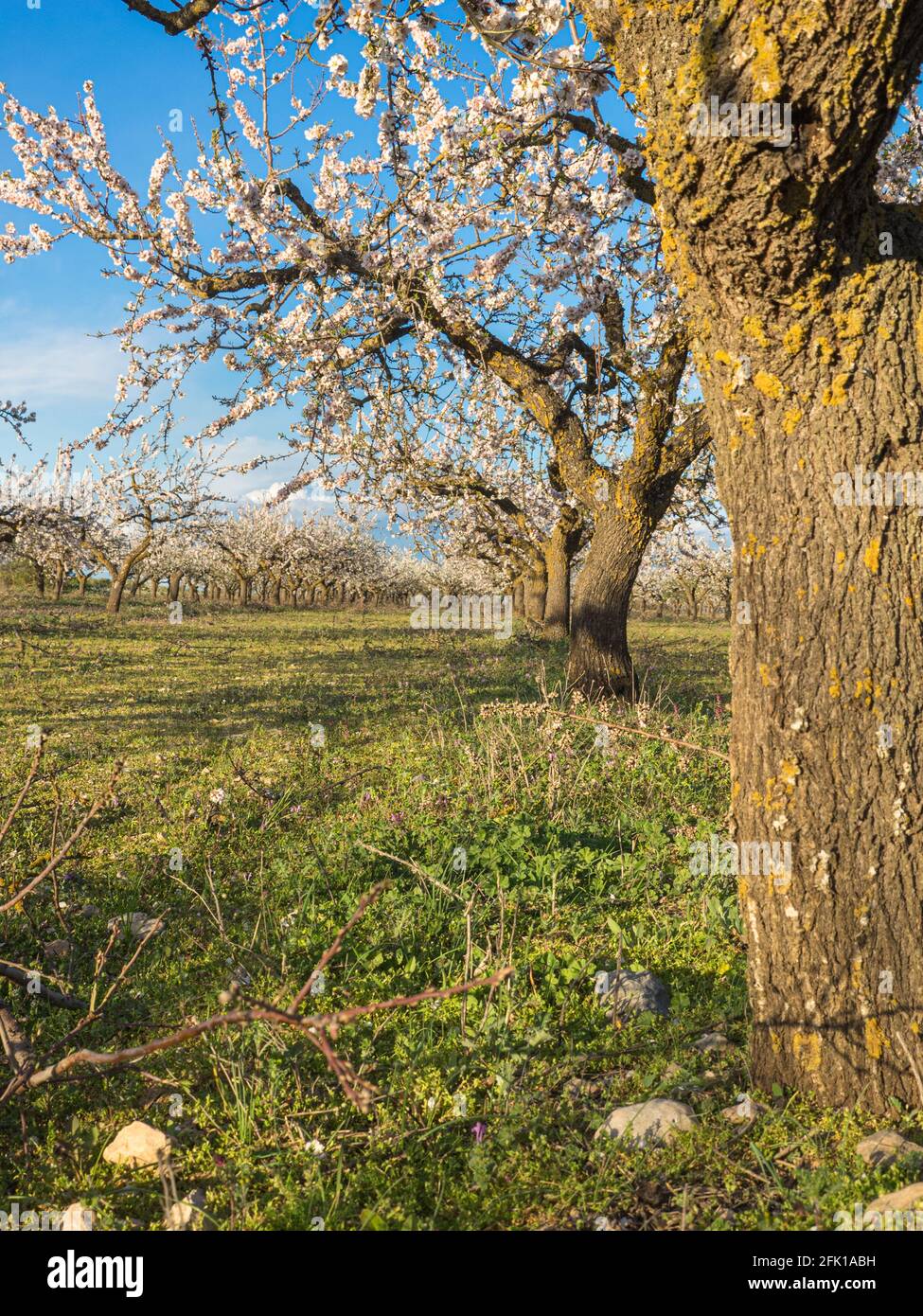 Almond tree in full bloom Stock Photo - Alamy