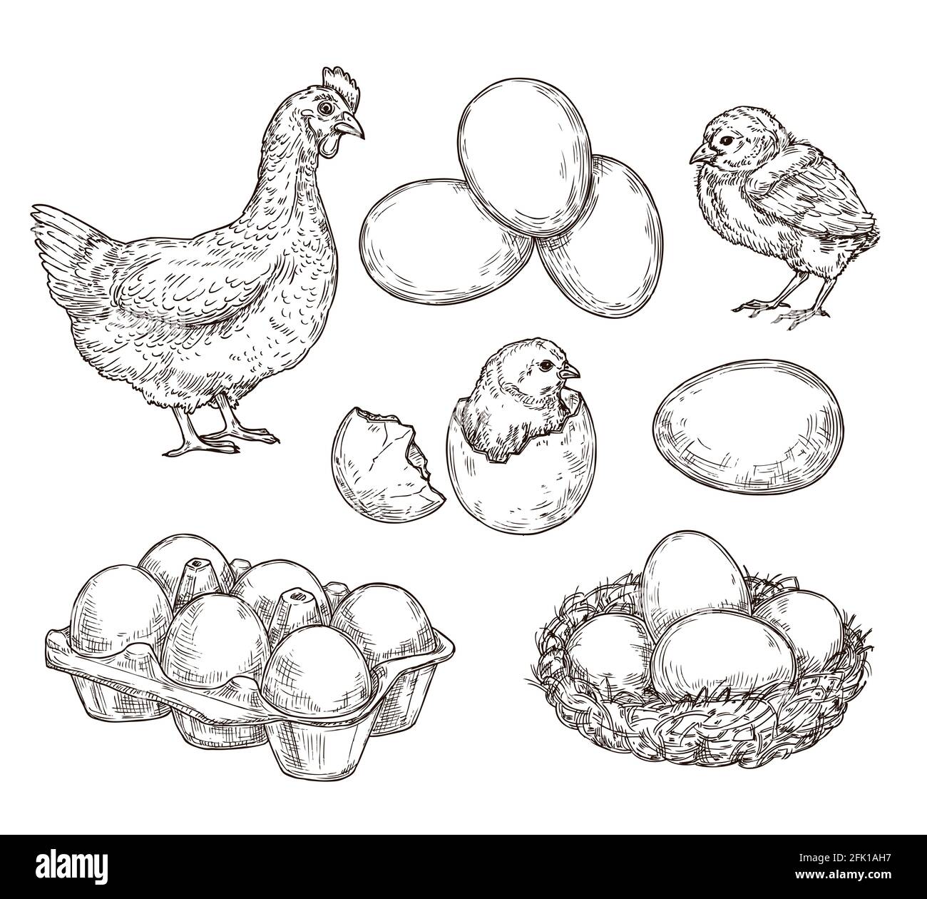 Chicken Sketches by Nambroth on DeviantArt