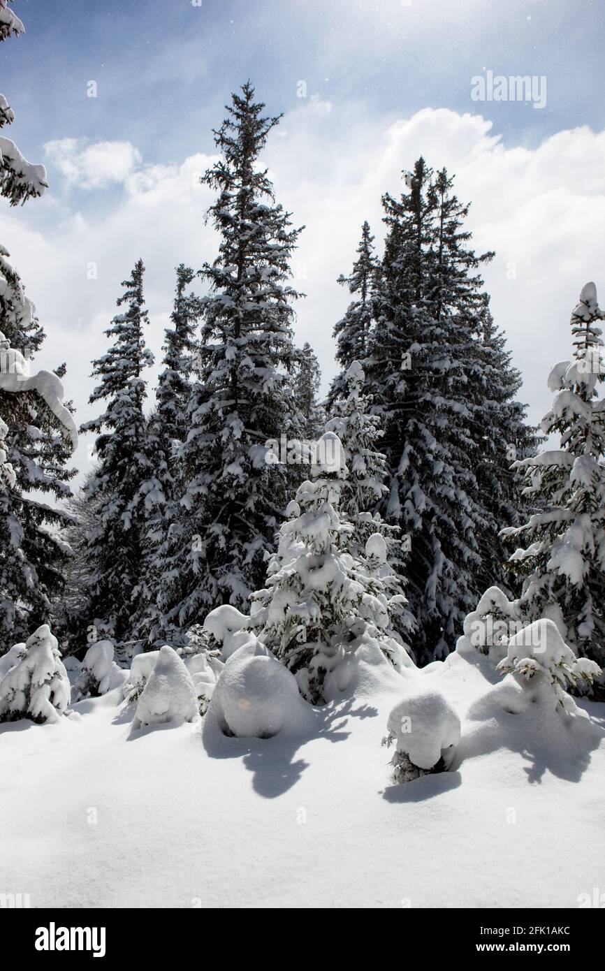 romantic untouched winter forest scene Stock Photo