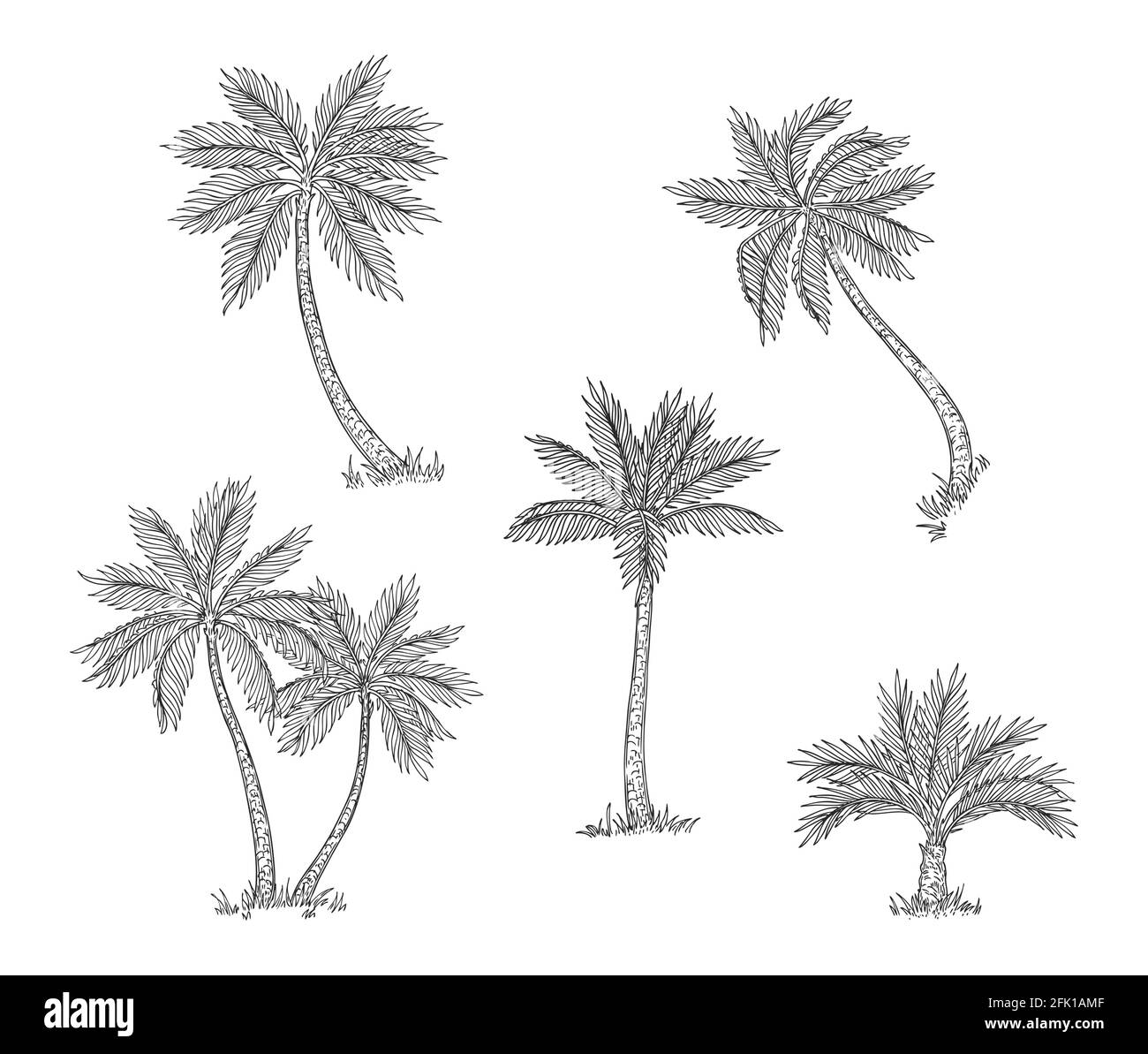 Palm trees sketch. Isolated exotic rainforest, coconut tree. Coast or beach hand drawn flora, black engraving botanical vector elements Stock Vector