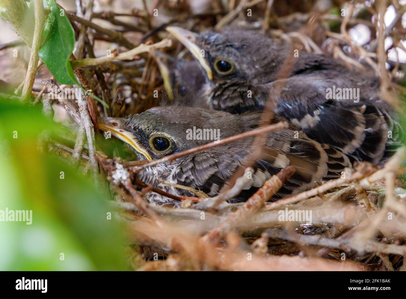 Baby mockingbird hires stock photography and images Alamy