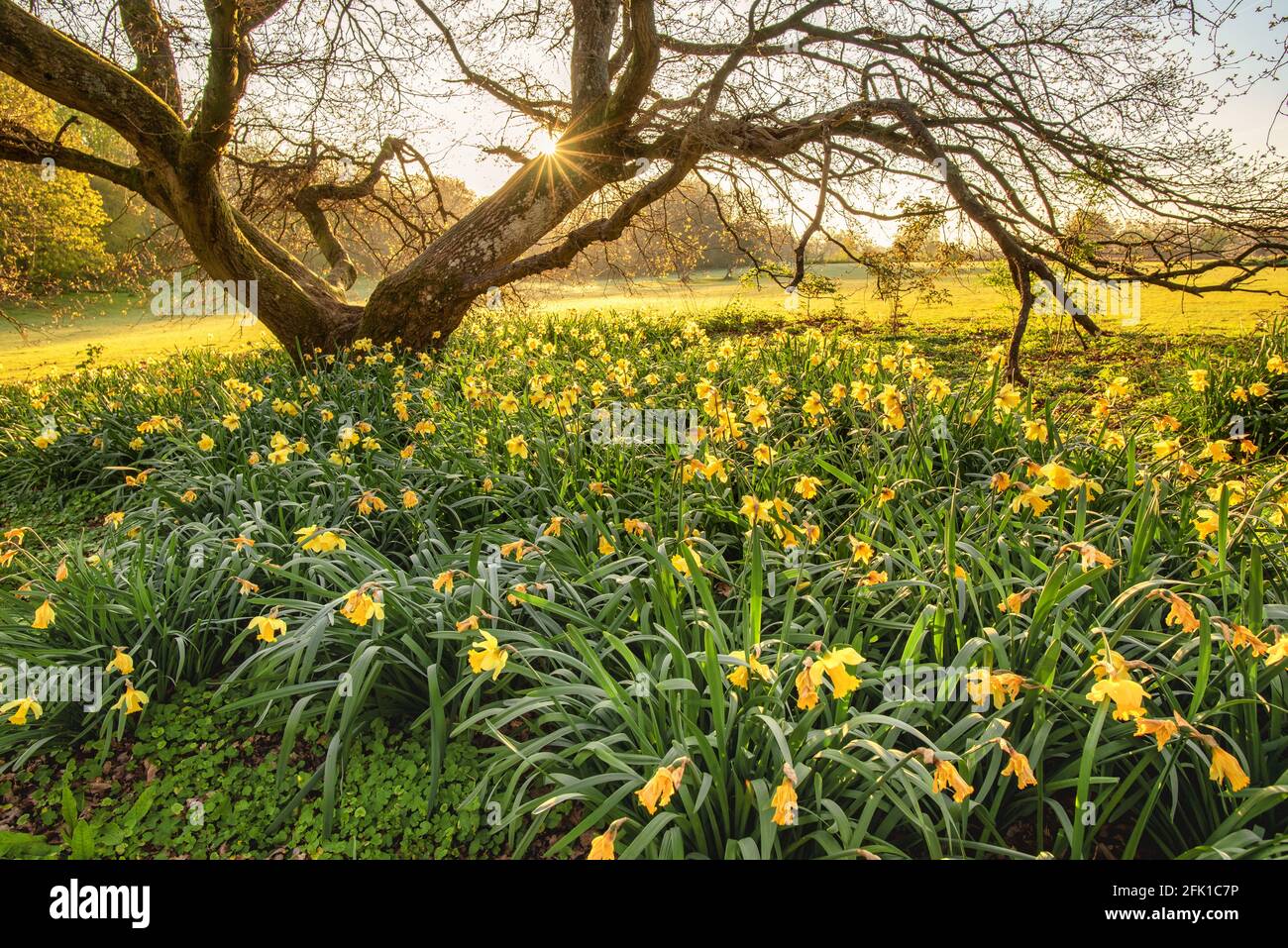 Field of Narcissus also know s a Daffodil in Chorleywood park, Hertfordshire, England Stock Photo