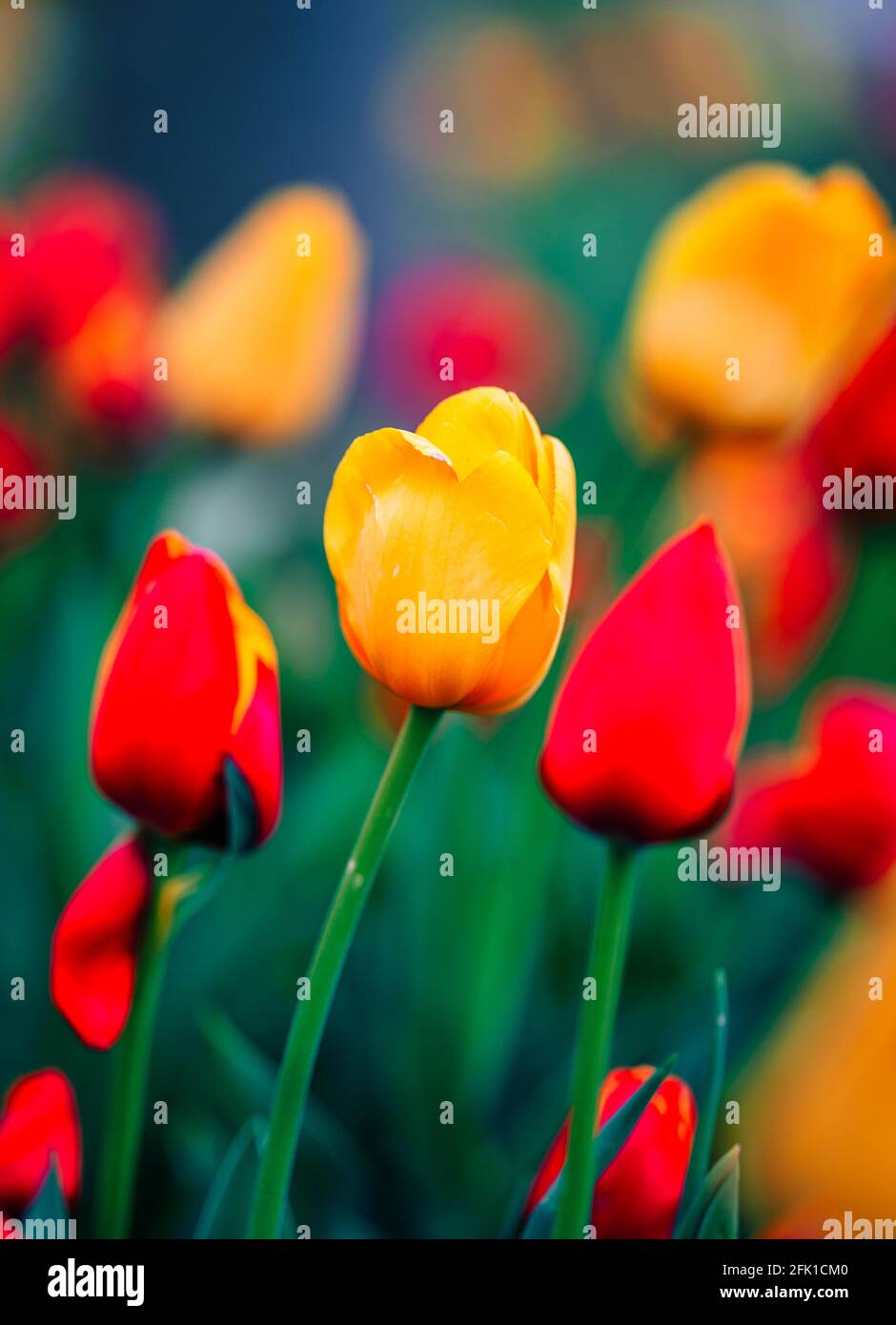 red and yellow tulips beautiful colors natural Stock Photo - Alamy