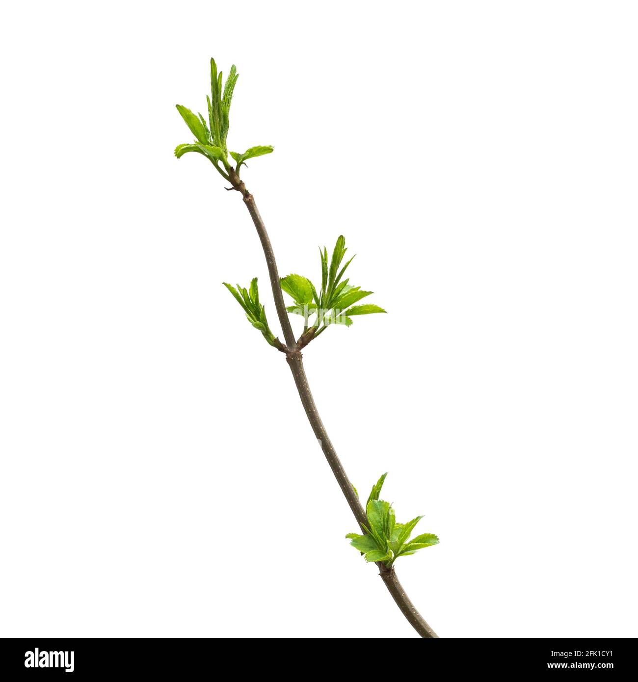 Green branch of an ash tree with budding young leaves isolated on a ...