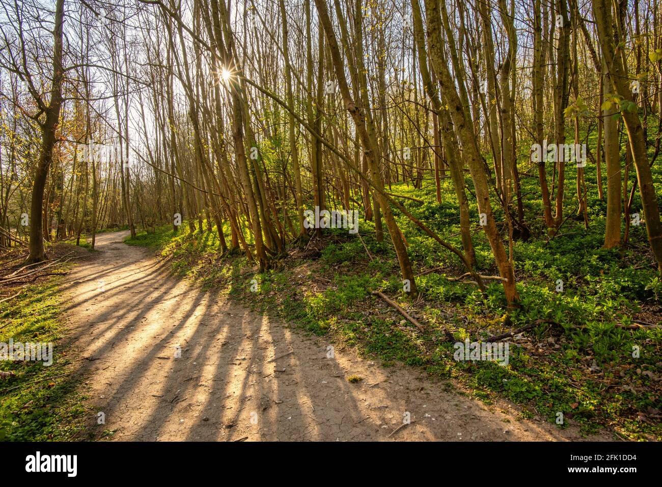 A walking path in woodland of Chorleywood and rising sun behind it, Chiltern Hills, England Stock Photo