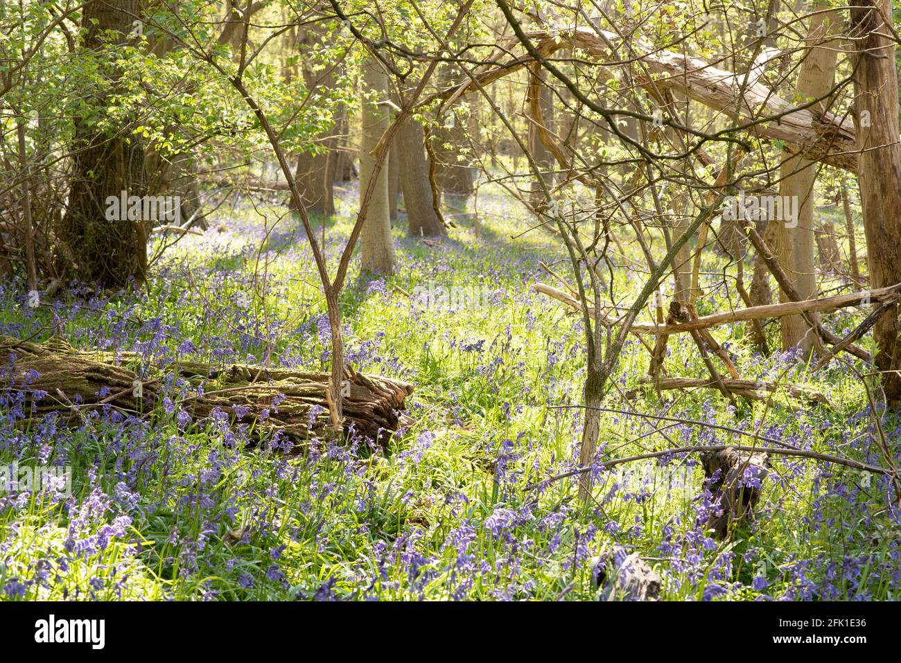 English landscape with forecast in spring and bluebells flowers, Chiltern Hills, Buckinghamshire, UK Stock Photo
