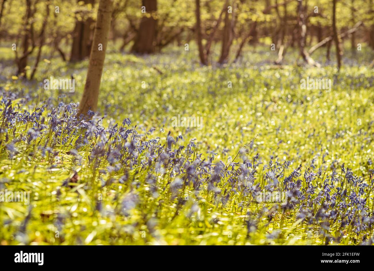 English landscape with forecast in spring and bluebells flowers, Chiltern Hills, Buckinghamshire, UK Stock Photo