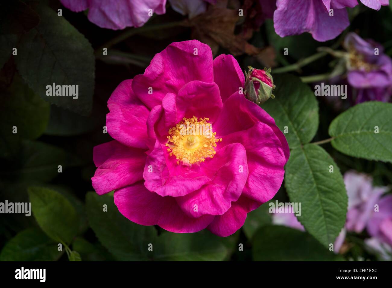 Deep magenta flowers rose hi-res stock photography and images - Alamy