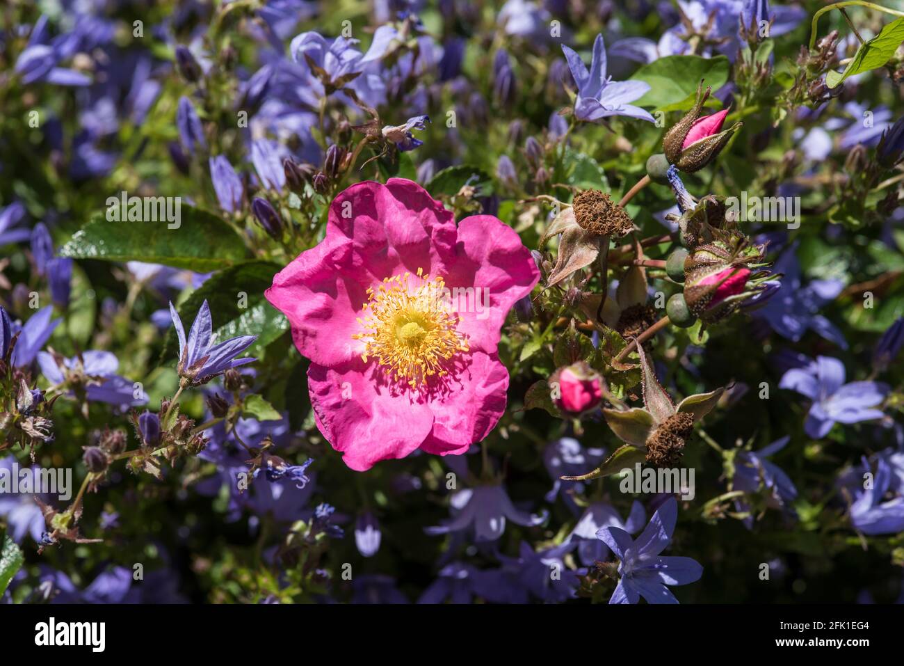 Dark pink dog rose hi-res stock photography and images - Alamy